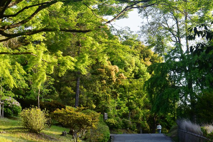 Arashiyama Parkの桜