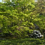 Hogon-in Templeの桜