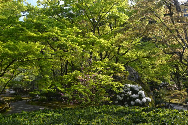 宝厳院の桜