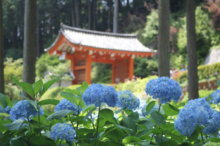 Mimuroto-ji Templeの桜