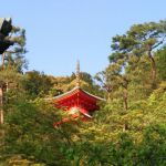 Imakumano Kannon-ji Templeの桜