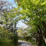 網代木之道の桜