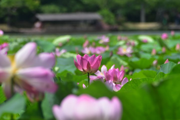 Osawa-no-Ike Pondの桜