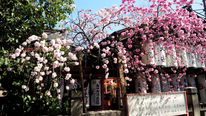御辰稲荷神社の桜