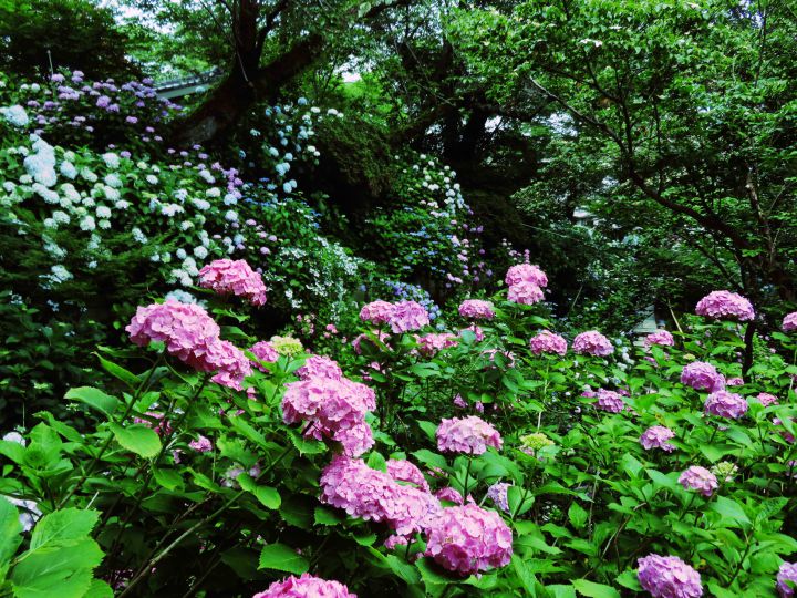 矢田寺の桜