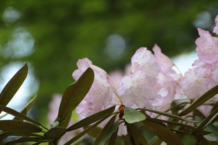 室生寺の桜