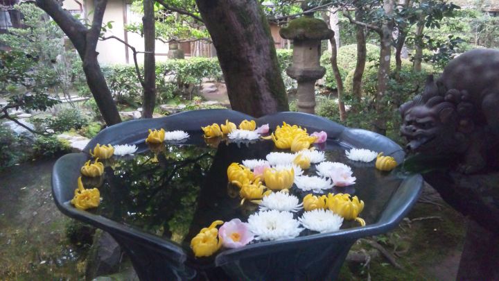 Honen-in Templeの桜