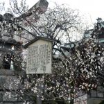 菅大臣神社の桜