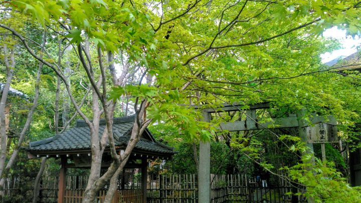 Renge-ji Templeの桜