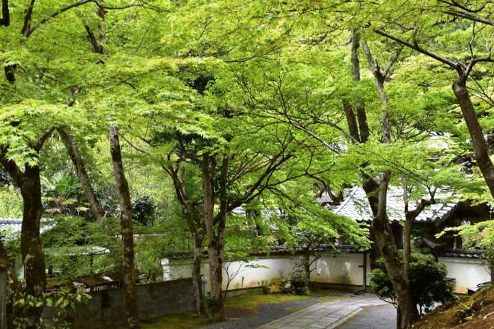 吟松寺の桜