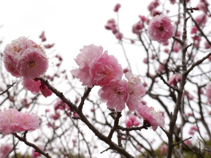 随心院の桜