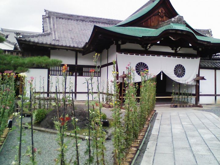 Daikakuji Templeの桜