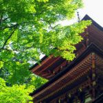 Joruri-ji Templeの桜
