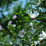 西林寺（木槿地蔵）の桜