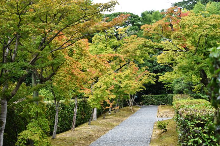 Katsura Imperial Villaの桜