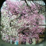 興正寺の桜