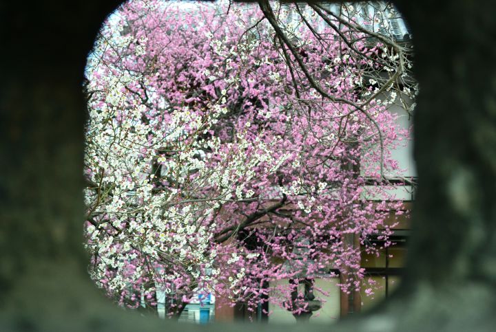 興正寺の桜
