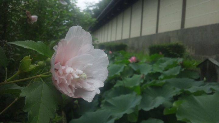 Higashi-Honganji Templeの桜