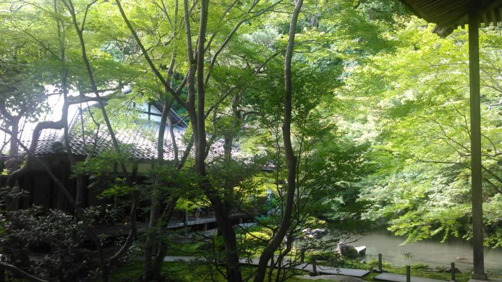 Renge-ji Templeの桜