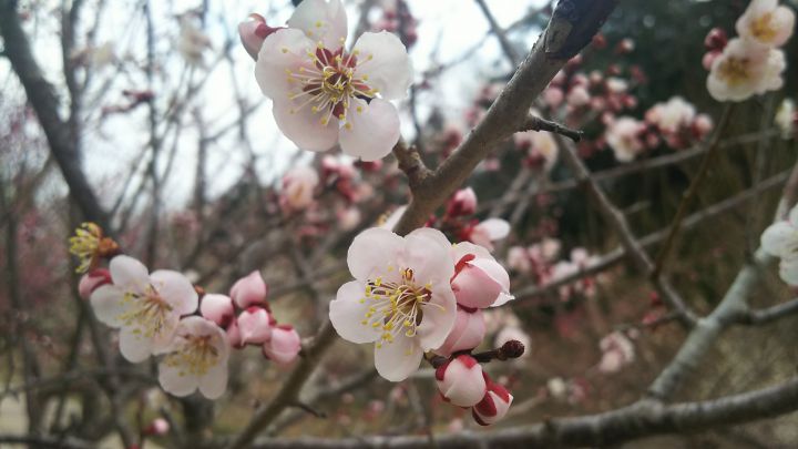 月ヶ瀬梅林の桜