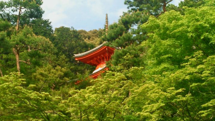 Imakumano Kannon-ji Templeの桜