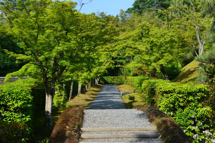 Katsura Imperial Villaの桜