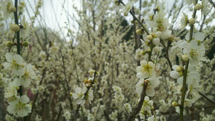 月ヶ瀬梅林の桜