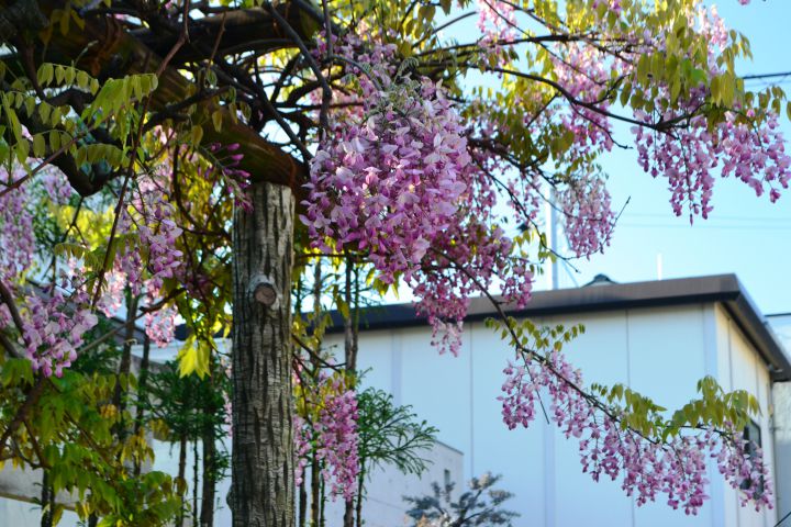西院春日神社の桜