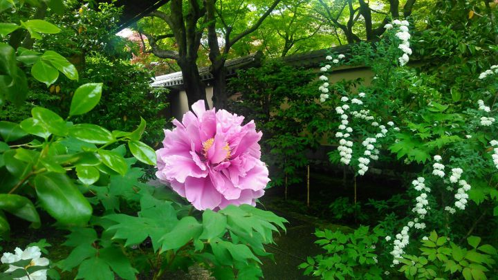 Obai-in Templeの桜