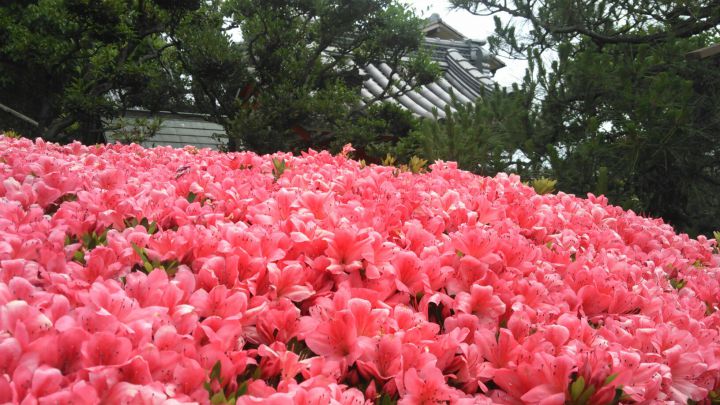 浄禅寺（鳥羽地蔵）の桜