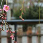 車折神社の桜