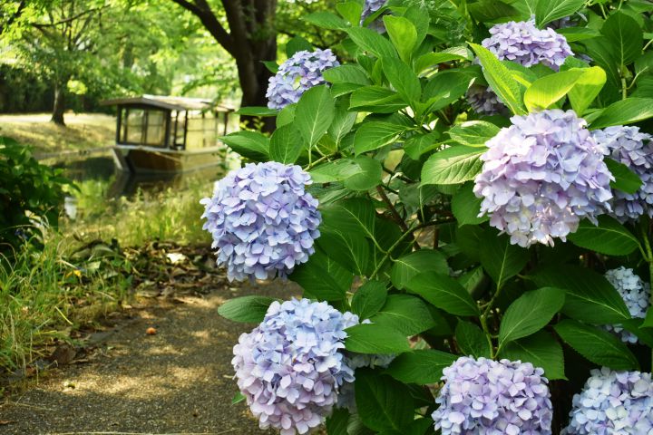 Uji-gawa Haryu (Scenic Branch of the Uji-gawa River)の桜
