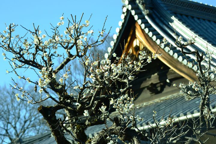 興聖寺の桜