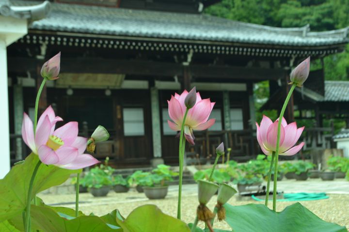 Manpuku-ji Templeの桜