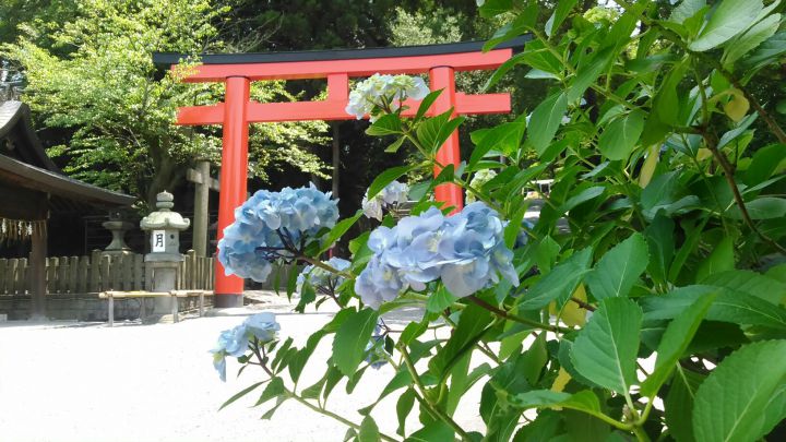 Yoshida-jinja Shrineの桜