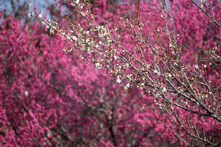 嵐山公園の桜