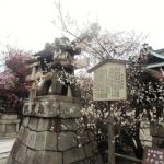 Kandaijin-jinja Shrineの桜