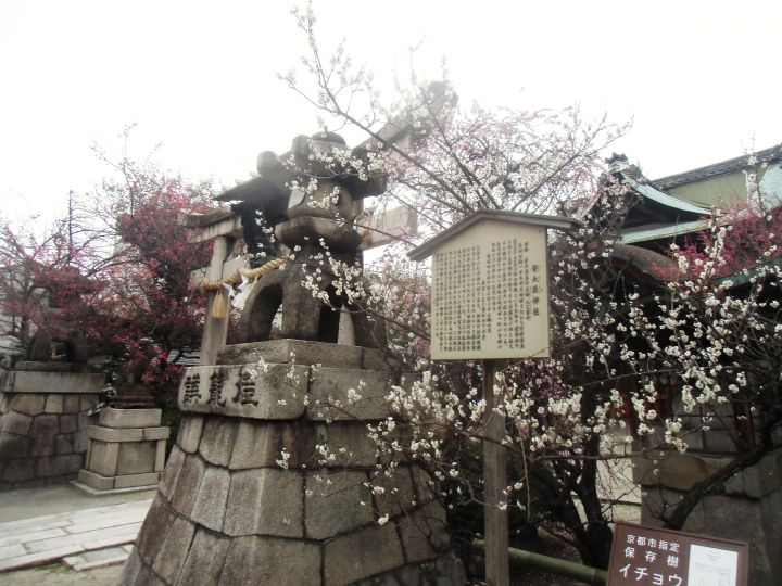 Kandaijin-jinja Shrineの桜