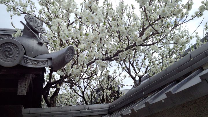 松風天満宮の桜