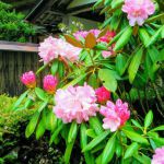 宝泉院の桜