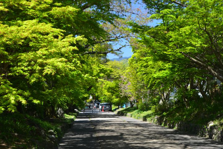 Saginomori-jinja Shrineの桜