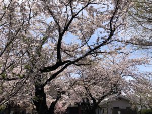 本願寺山科別院の桜
