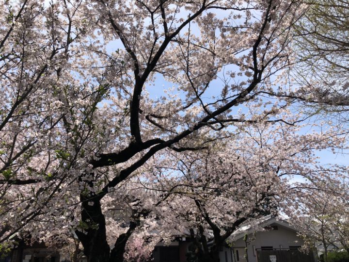 本願寺山科別院の桜