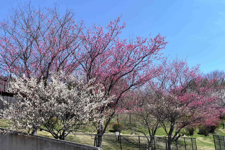 鴻ノ巣山運動公園の桜