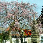 Hoju-ji Templeの桜