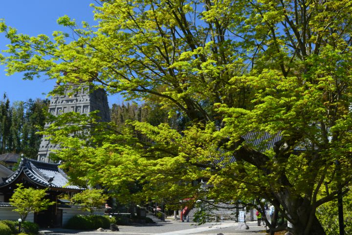 Myoman-ji Templeの桜