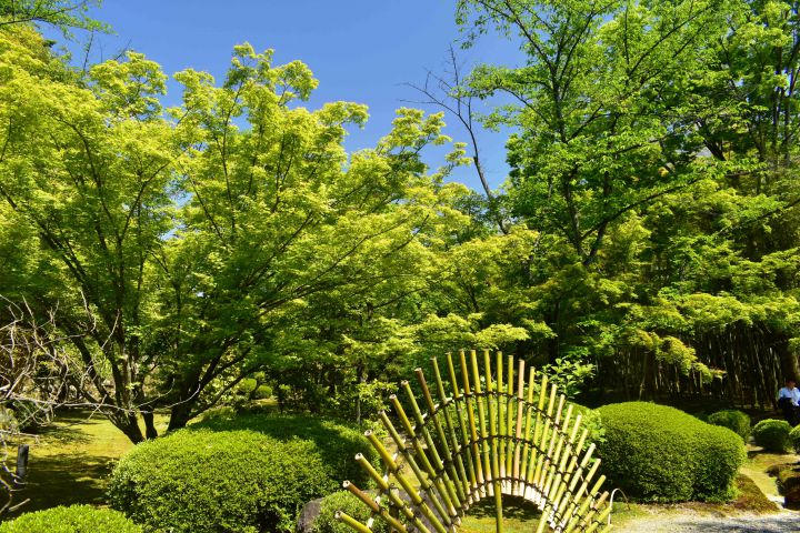 松花堂庭园の桜