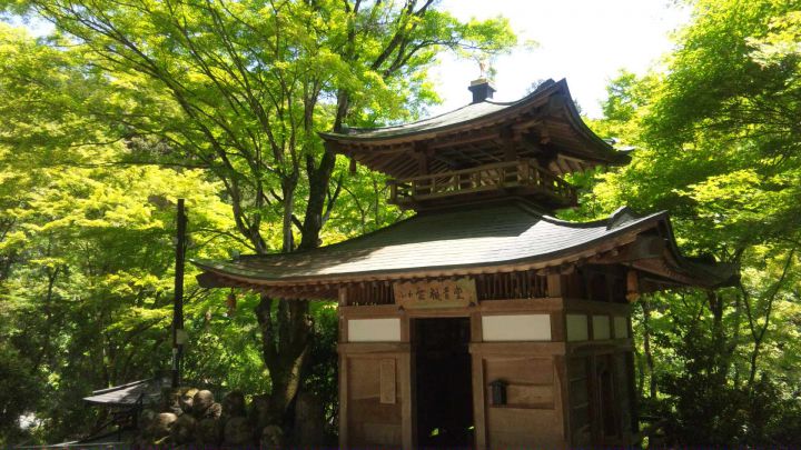 Otagi Nenbutsu-ji Templeの桜
