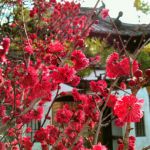 Hoju-ji Templeの桜