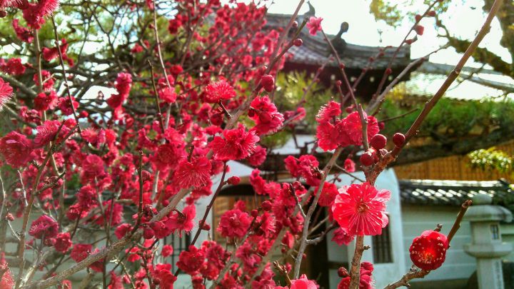 法住寺の桜